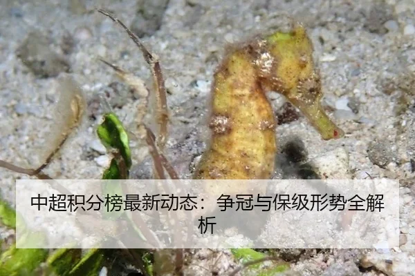 中超积分榜最新动态：争冠与保级形势全解析